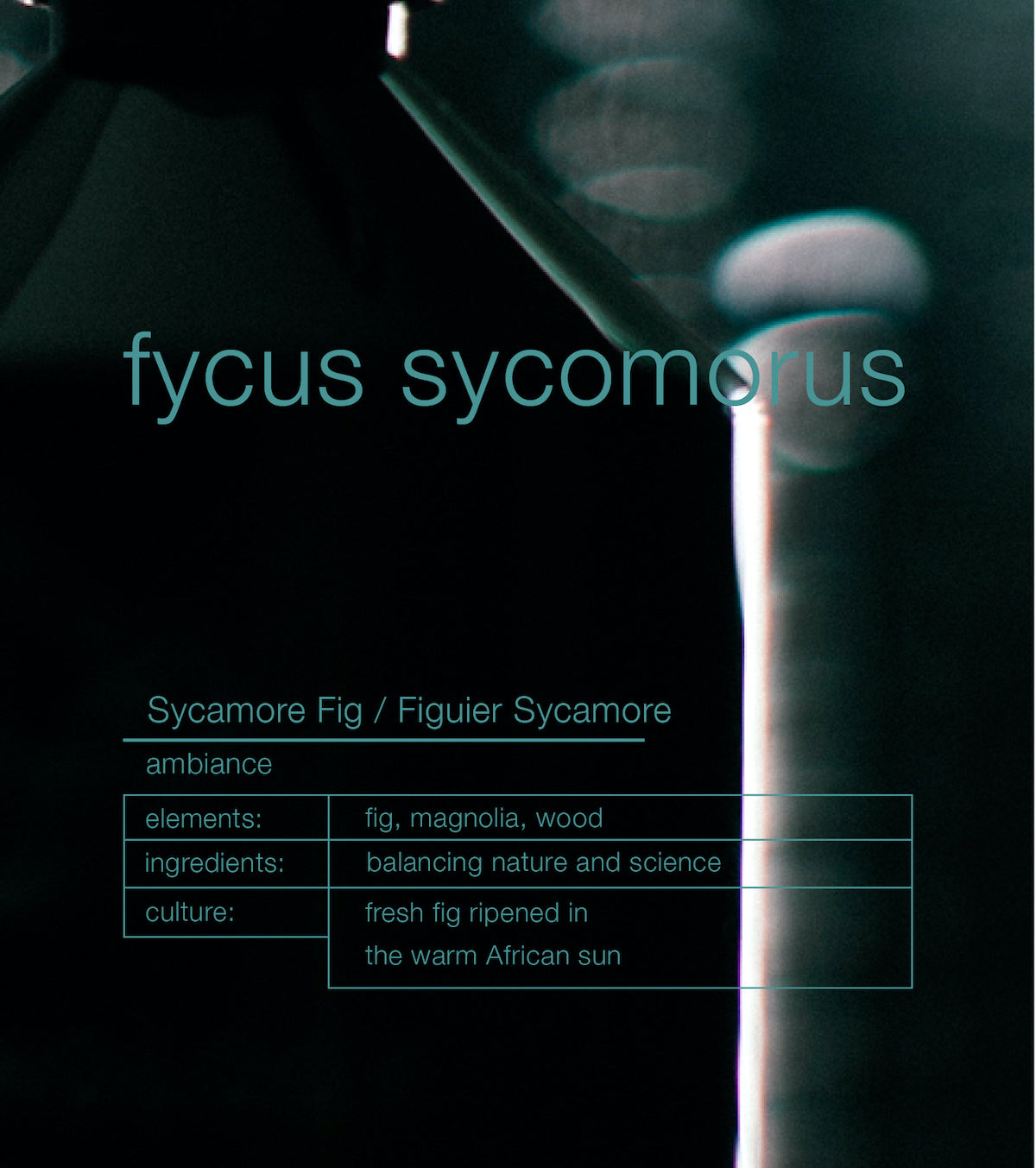 Fycus Sycomorus